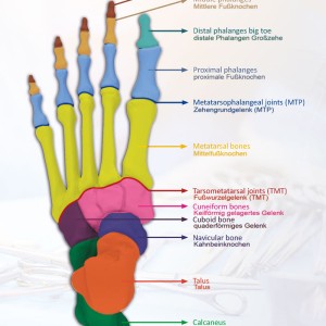 Foot-Surgery Anatomy